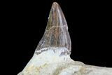 Fossil Primitive Whale (Basilosaur) Jaw Section - Morocco #89256-2